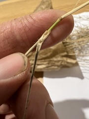 Austrostipa scabra falcata