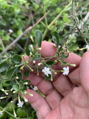 Jasminum didymum racemosum