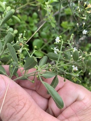 Jasminum didymum racemosum