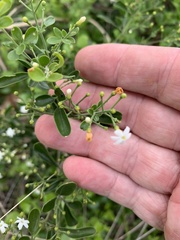 Jasminum didymum racemosum