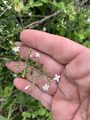 Jasminum didymum racemosum