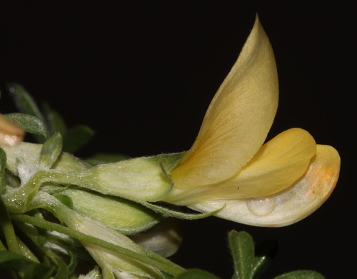 Image of Leobordea magnifica by (c) Brian du Preez, some rights reserved (CC BY-SA)