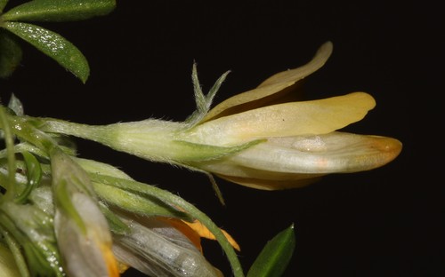 Image of Leobordea magnifica by (c) Brian du Preez, some rights reserved (CC BY-SA)