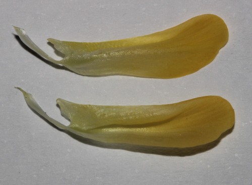 Image of Leobordea magnifica by (c) Brian du Preez, some rights reserved (CC BY-SA)