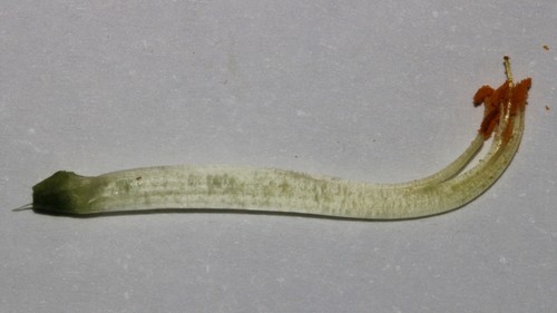 Image of Leobordea magnifica by (c) Brian du Preez, some rights reserved (CC BY-SA)