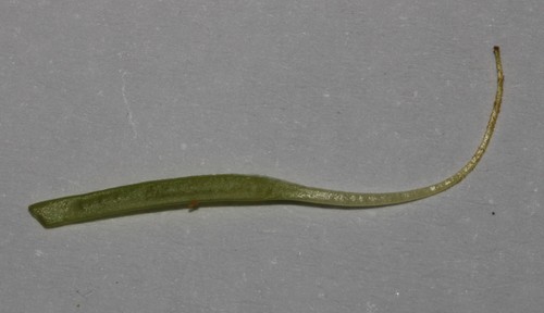 Image of Leobordea magnifica by (c) Brian du Preez, some rights reserved (CC BY-SA)