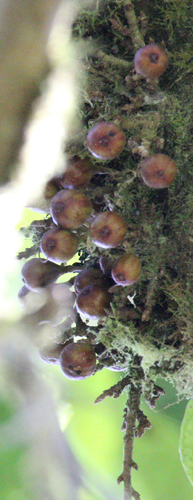 Ficus botryoides image