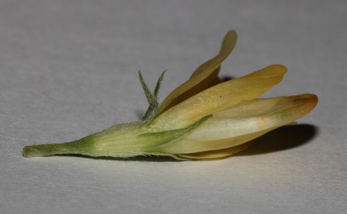 Image of Leobordea magnifica by (c) Brian du Preez, some rights reserved (CC BY-SA)