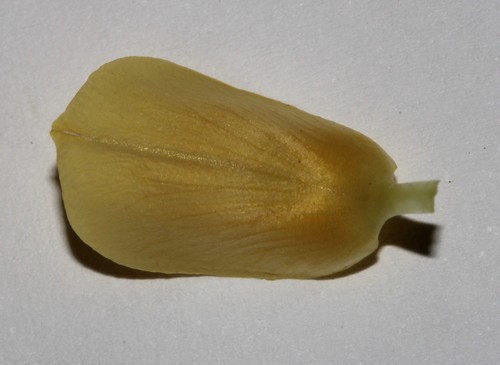 Image of Leobordea magnifica by (c) Brian du Preez, some rights reserved (CC BY-SA)