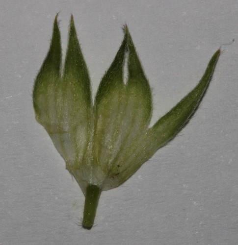 Image of Leobordea magnifica by (c) Brian du Preez, some rights reserved (CC BY-SA)