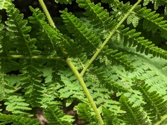 Hypolepis glandulifera