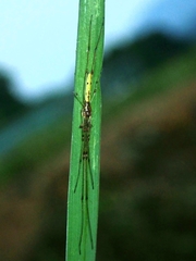 Tetragnatha nitens