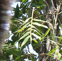 Sokinochloa