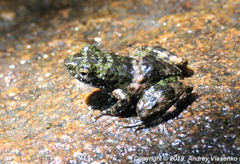 Mantidactylus lugubris