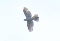 Accipiter henstii