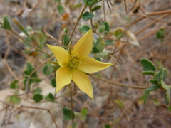 Mentzelia scabra