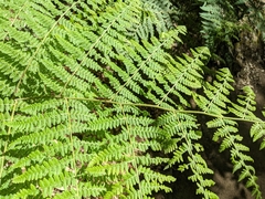 Hypolepis glandulifera