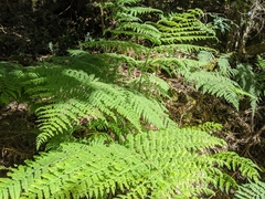 Hypolepis glandulifera