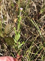 Epilobium billardiereanum intermedium