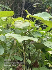 Gossypium barbadense