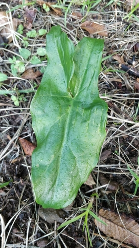 Arum image