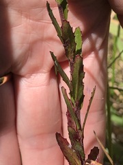 Epilobium billardiereanum intermedium