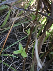 Epilobium billardiereanum intermedium