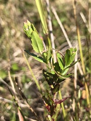 Epilobium billardiereanum intermedium
