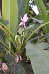Musa ornata