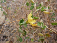 Mentzelia scabra