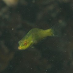 Stethojulis bandanensis