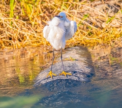 Egretta thula image