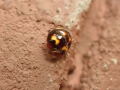 Derispia maculipennis