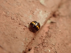 Derispia maculipennis