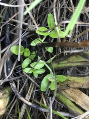 Epilobium billardiereanum intermedium