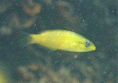 Stethojulis bandanensis