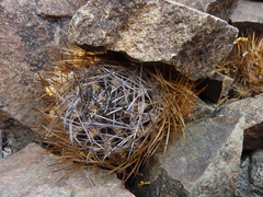 Eriosyce taltalensis