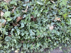 Dichondra micrantha