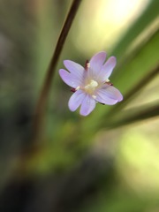 Epilobium billardiereanum intermedium