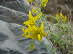 Solanum chilense