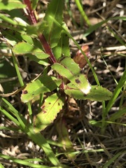 Epilobium billardiereanum intermedium
