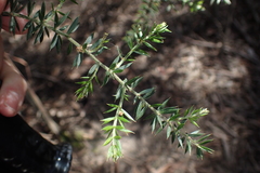 Acacia verticillata verticillata