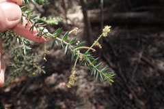 Acacia verticillata verticillata