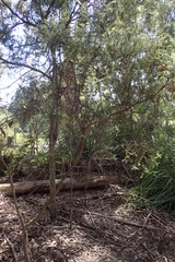 Acacia verticillata verticillata