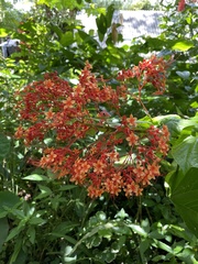 Clerodendrum paniculatum