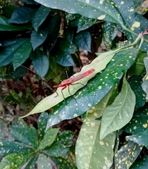 Macrocheraia grandis