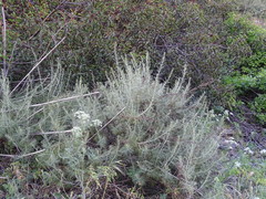 Artemisia californica