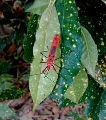 Macrocheraia grandis