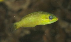 Stethojulis bandanensis