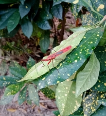 Macrocheraia grandis